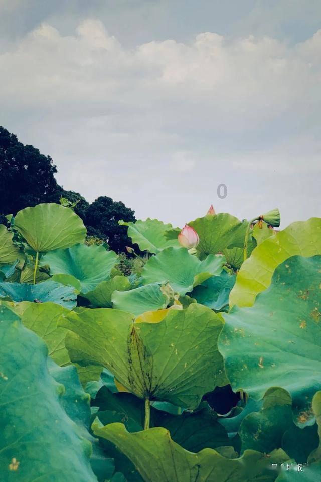 失落的星球2
